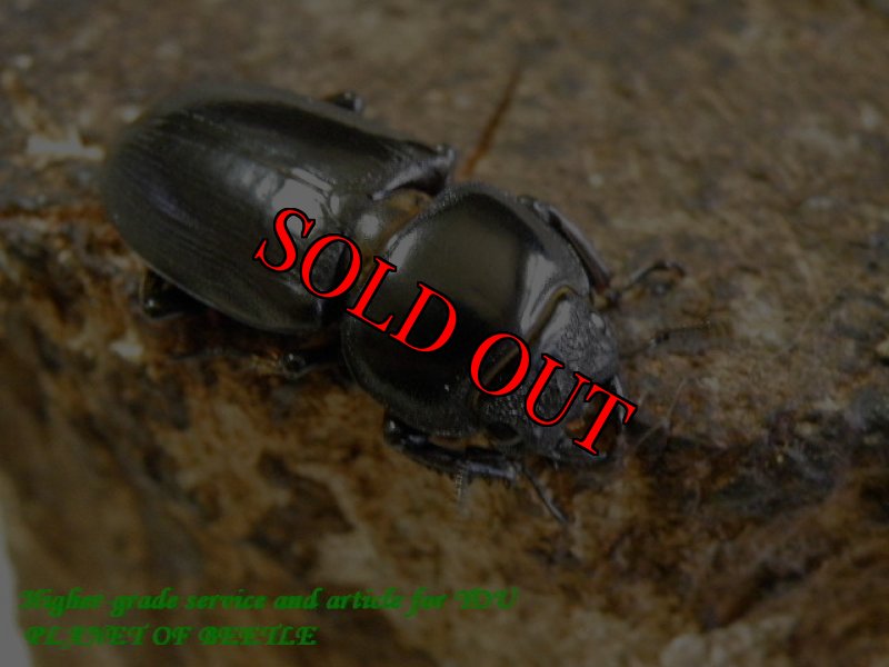 お届けする♀実物です。