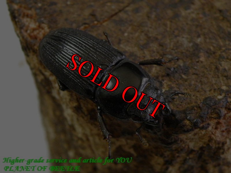 お届けする♀実物です。