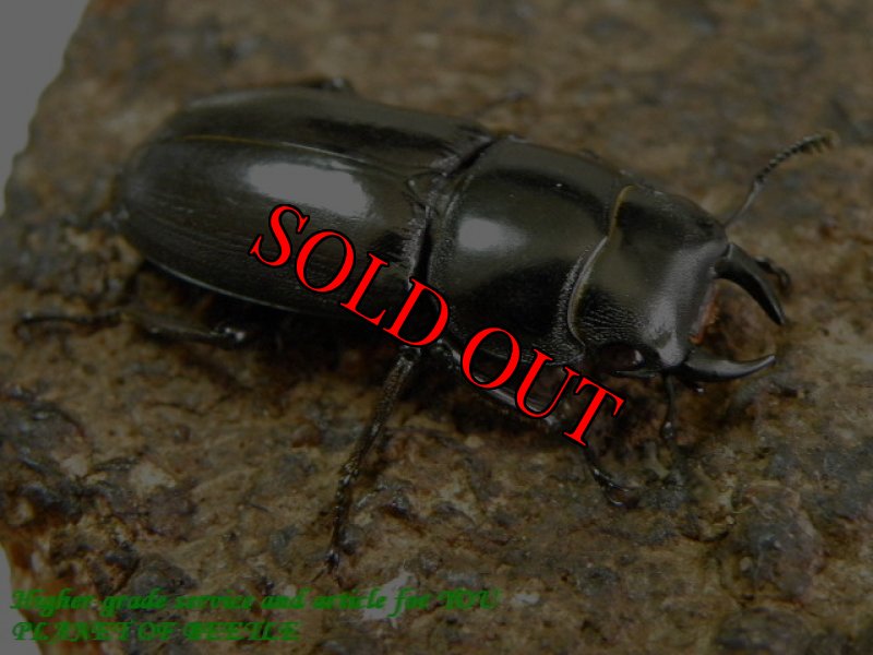 お届けする♂実物です。