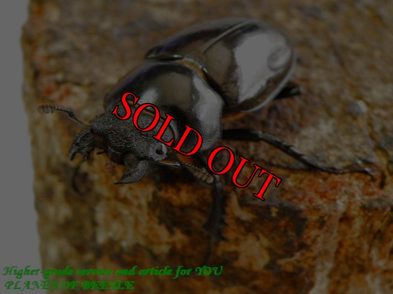 お届けする♀実物です。