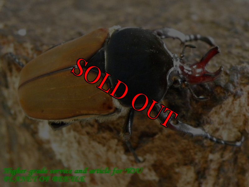 画像3: 9/13エチオピア！ホースフェルディアヌス！！ (3)