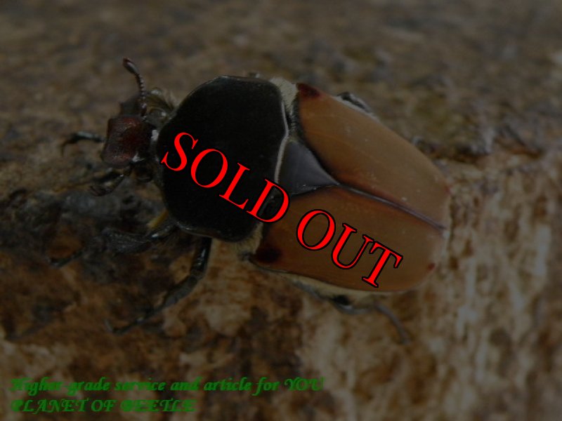 画像4: 9/13エチオピア！ホースフェルディアヌス！！ (4)