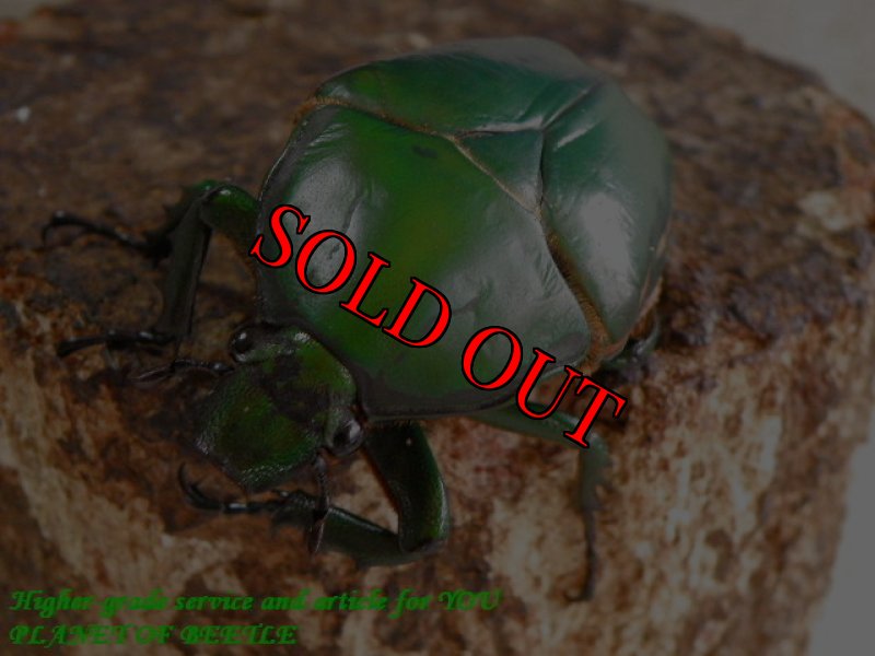 Nyassosso産♀参考画像です。