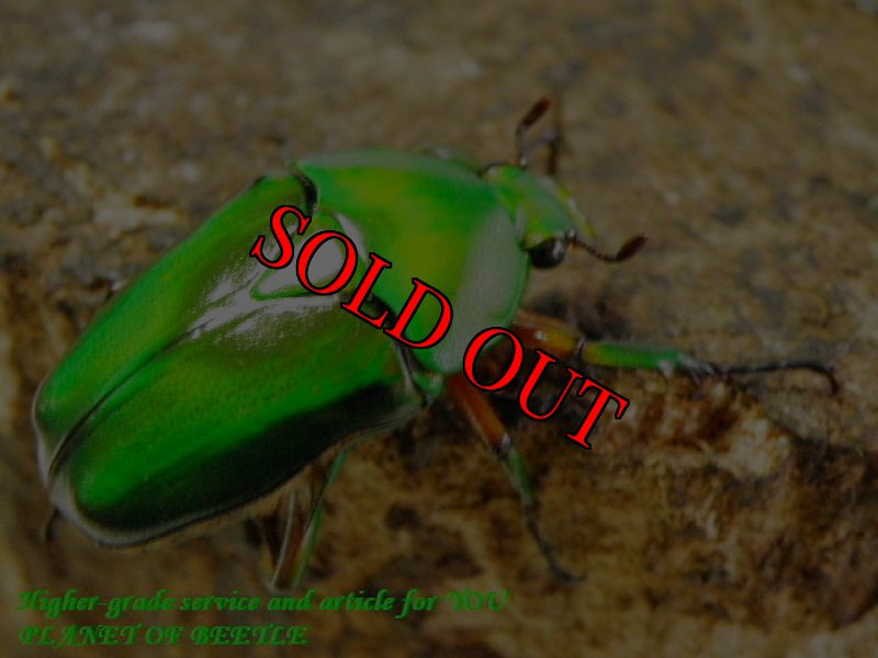 お届けする♀実物です。