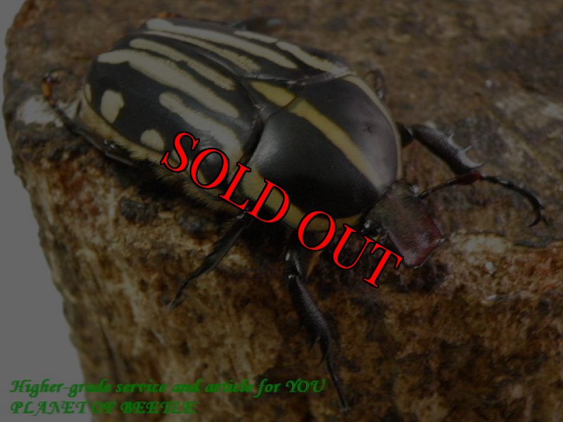 お届けする♀実物です。