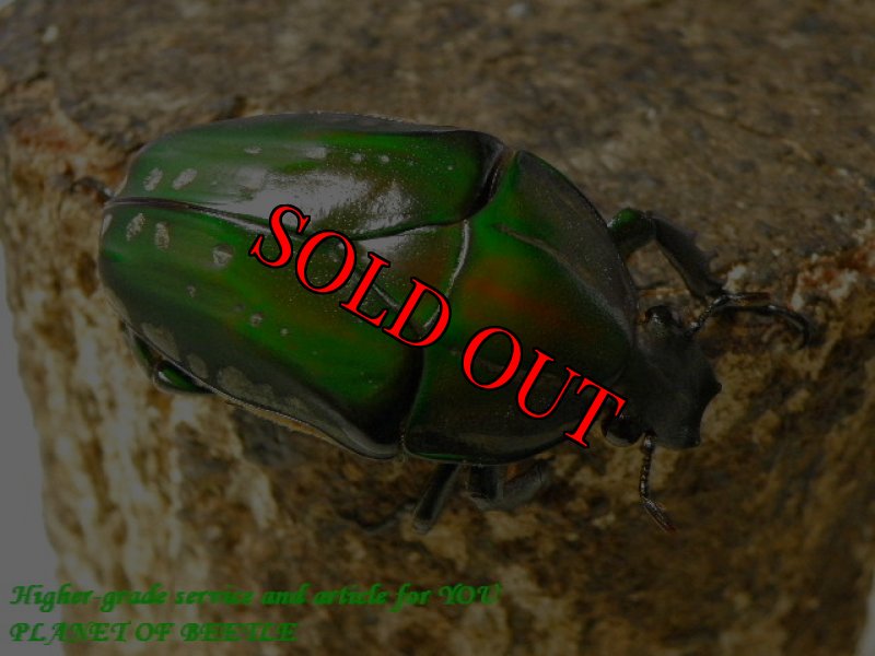 お届けする♀実物です。