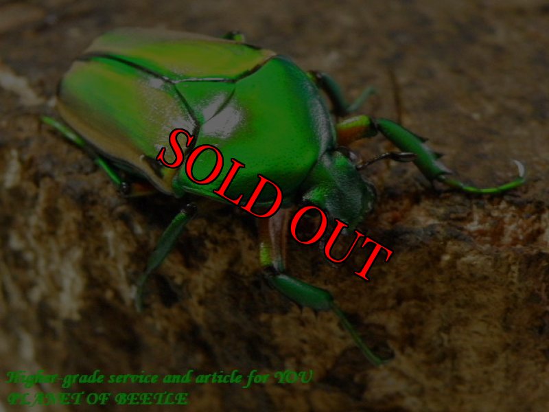 お届けする参考♀画像です。