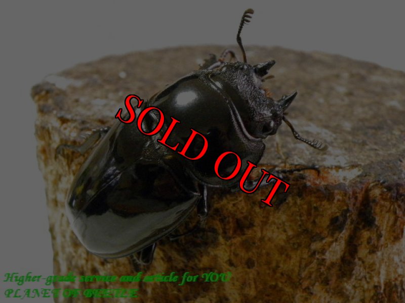 お届けする♀実物です。