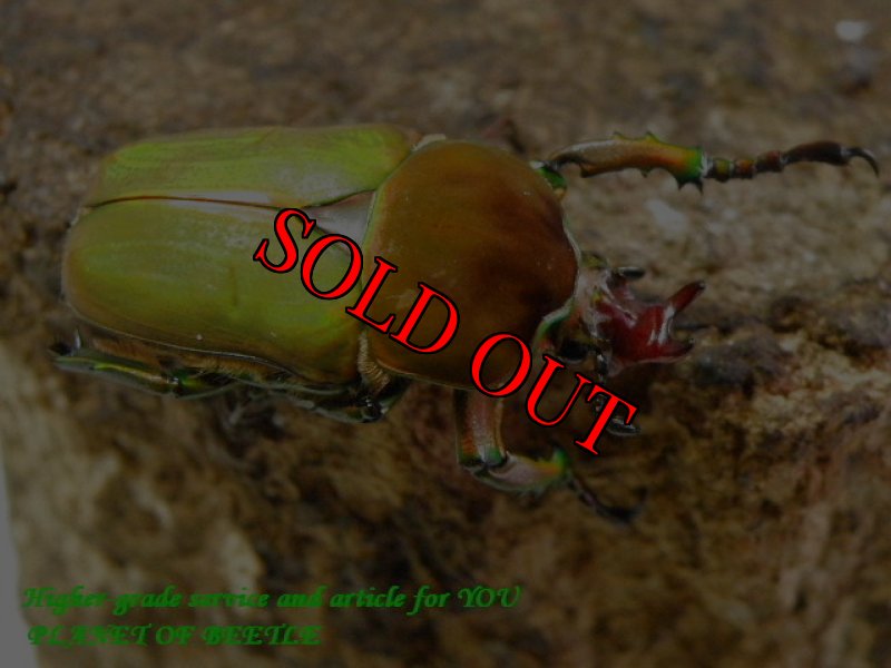 お届けする♂実物です。