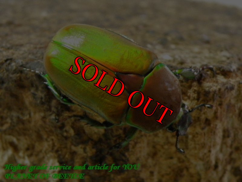 お届けする♀実物です。