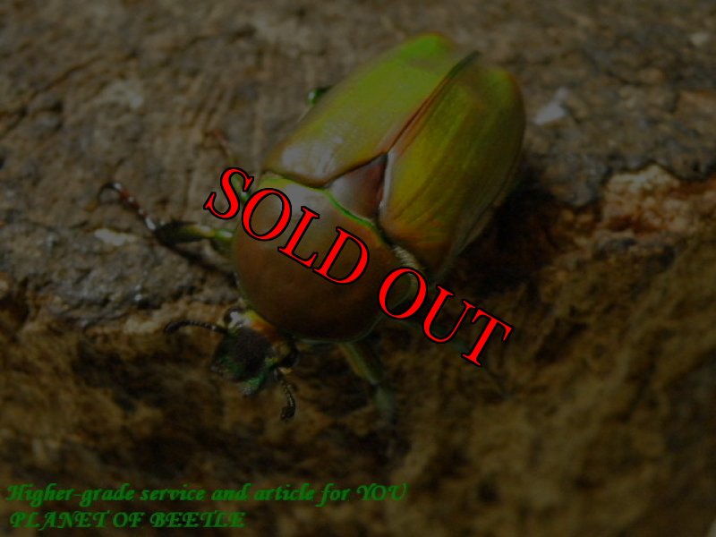 お届けする♀実物です。