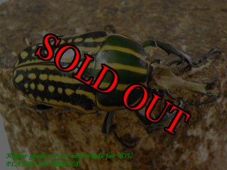 全商品 - PLANET OF BEETLE (Page 6)