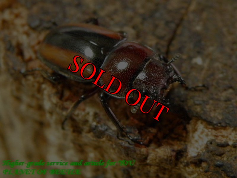 お届けする♀実物です。