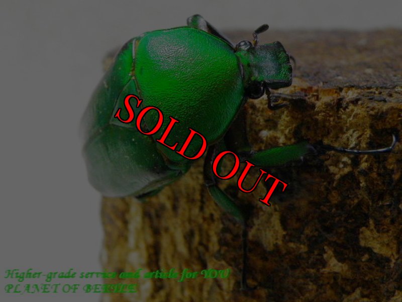 お届けする♀実物です。