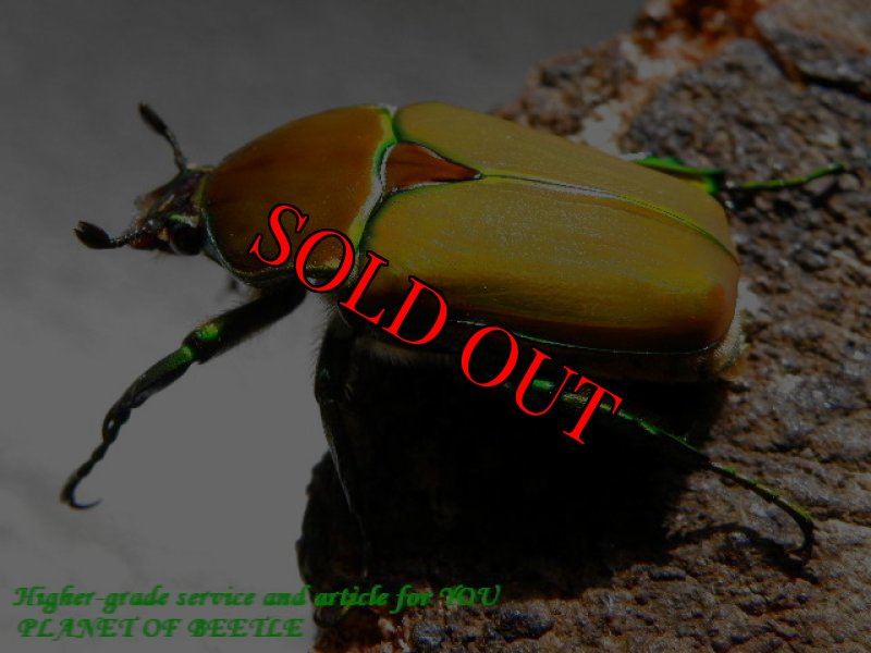 お届けする♀実物です。