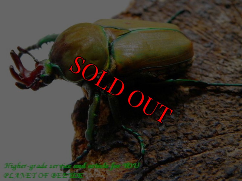 お届けする♂実物です。