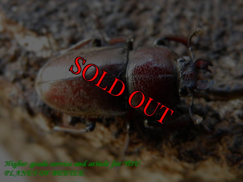 お届けする♀実物です。