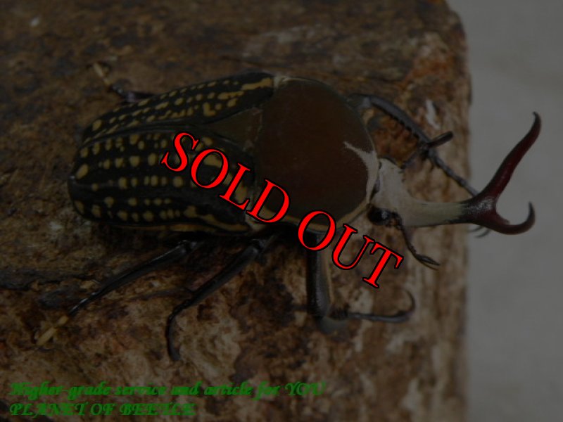 お届けする♂実物です。