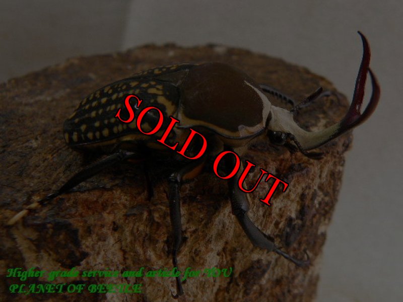 お届けする♂実物です。