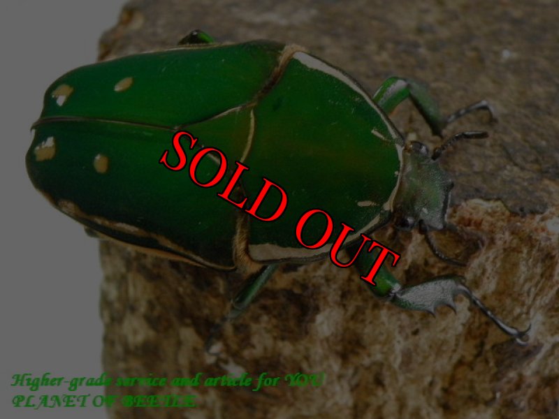 お届けする♀実物です。