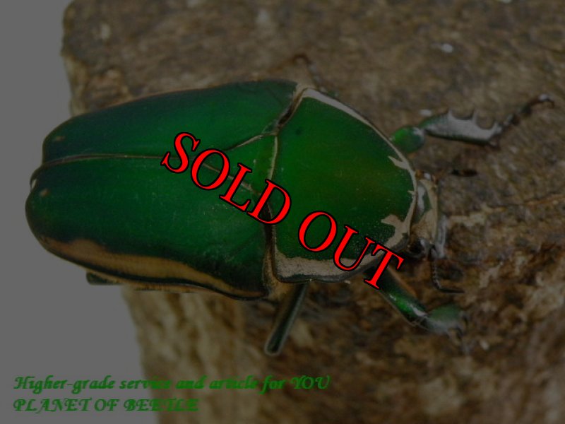 お届けする♀実物です。