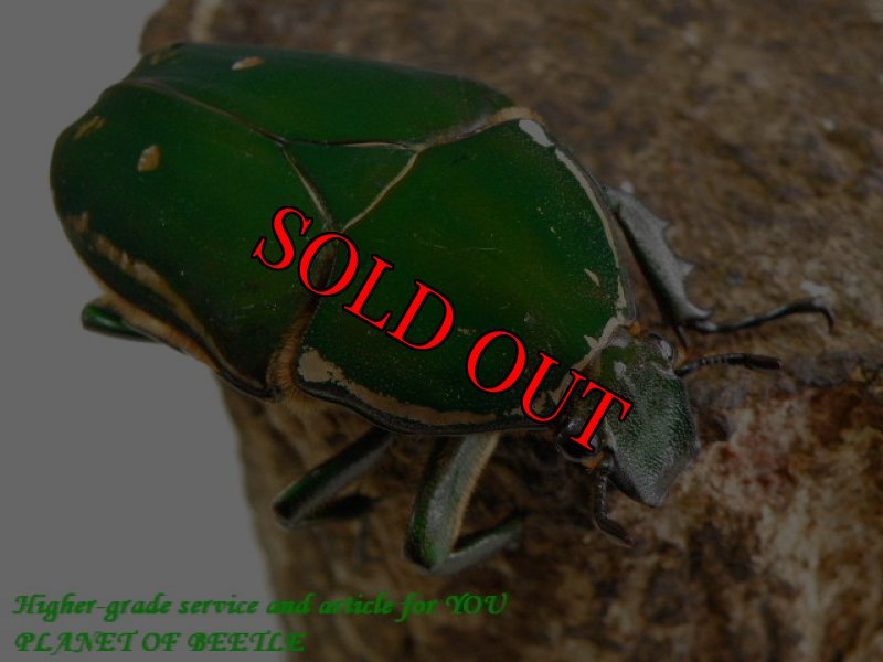 お届けする♀実物です。