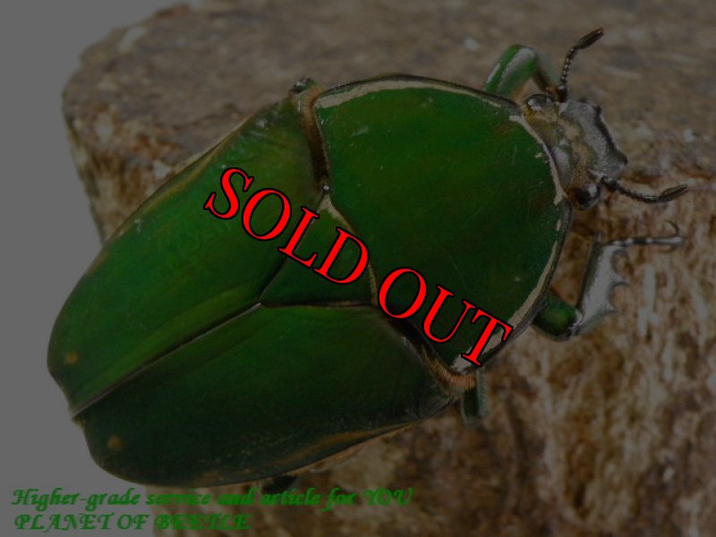 お届けする♀実物です。