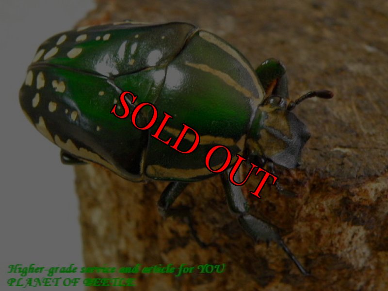 お届けする♀実物です。