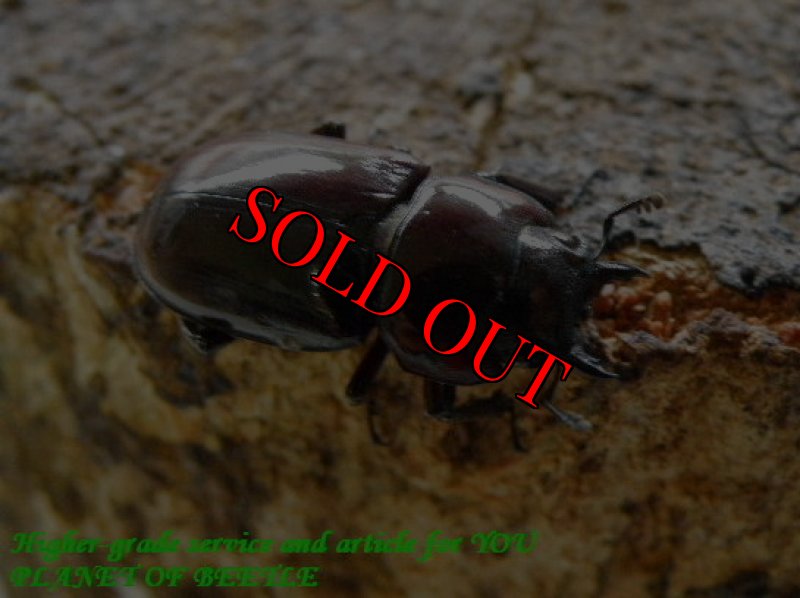 お届けする♀実物です。