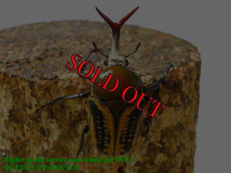 お届けする♂実物です。