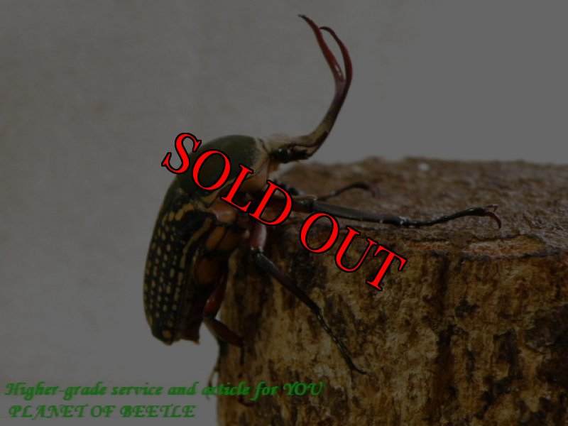 お届けする♂実物です。