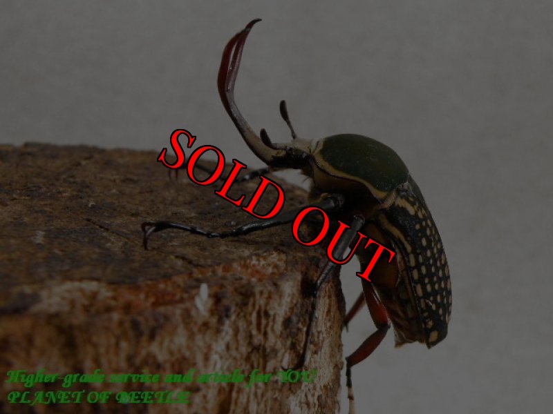 お届けする♂実物です。