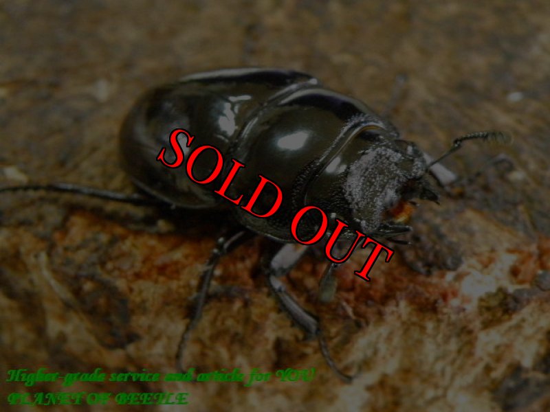 お届けする♀実物です。