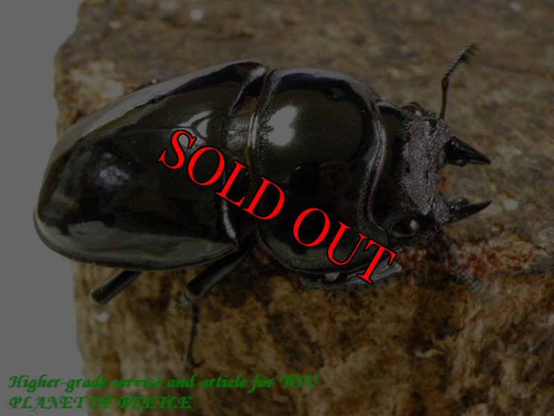 お届けする♀実物です。