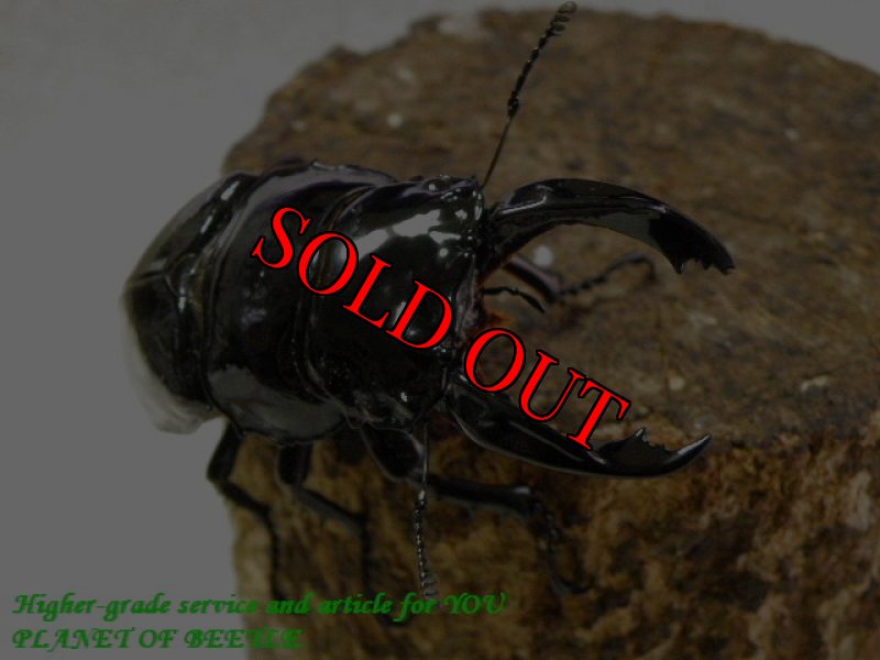 お届けする♂実物です。