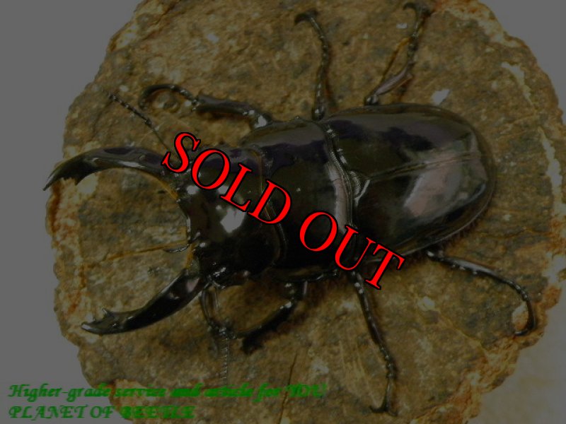 お届けする♂実物です。