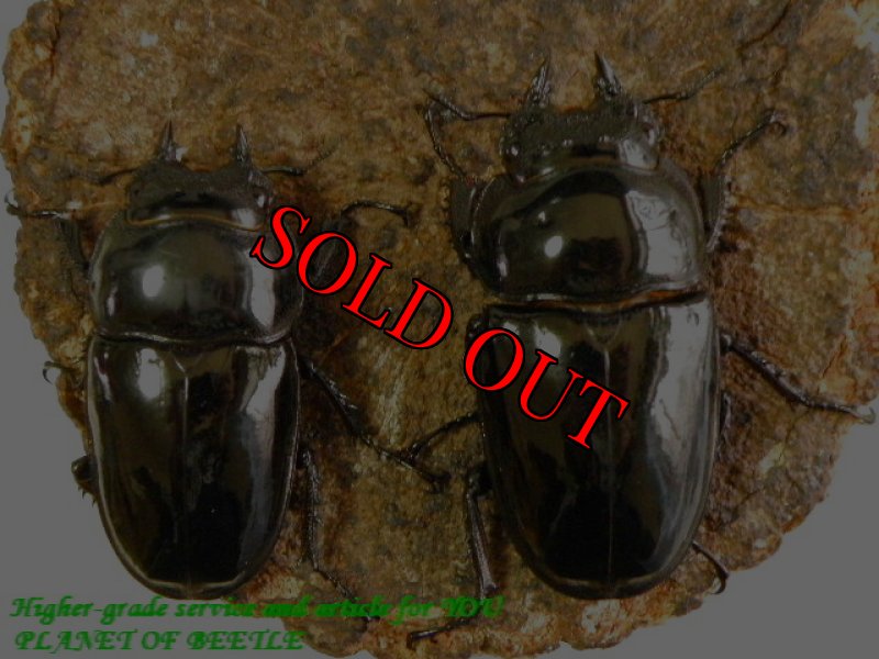 ♀48mm:左とお届けする♀53mm:右比較画像