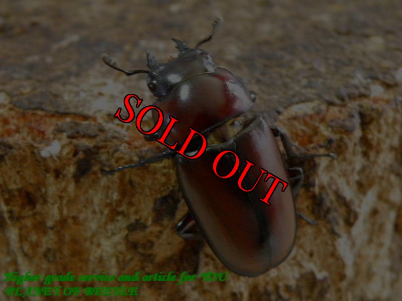 お届けする♀実物です。