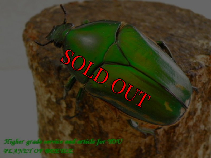 お届けする参考♀です。