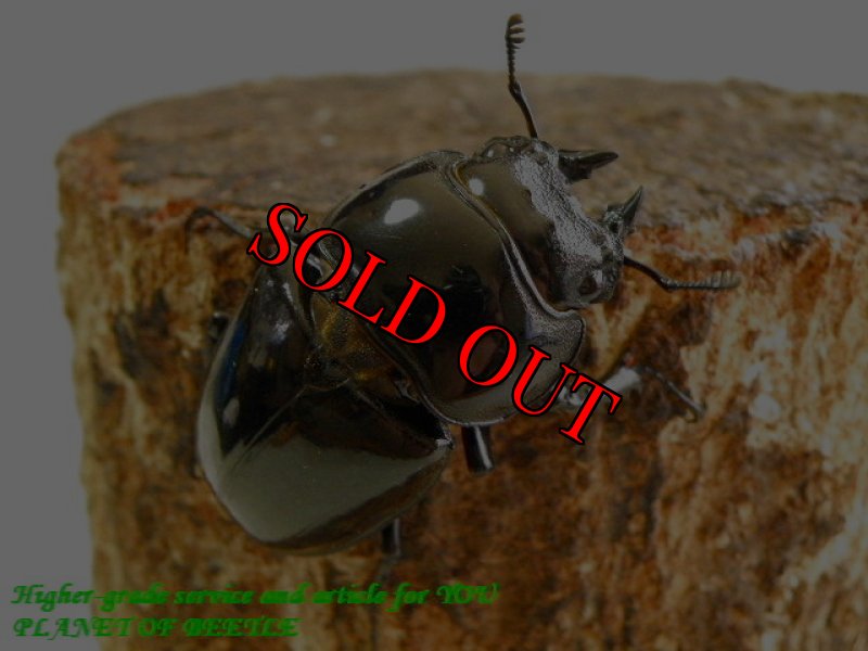 お届けする♀実物です。