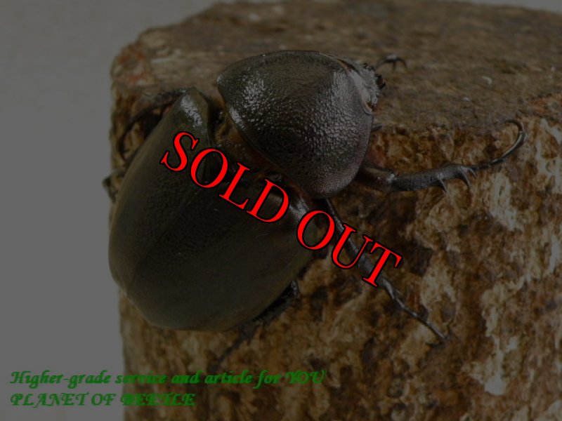 お届けする♀実物です。