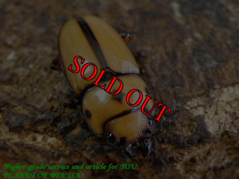 お届けする♀実物です。