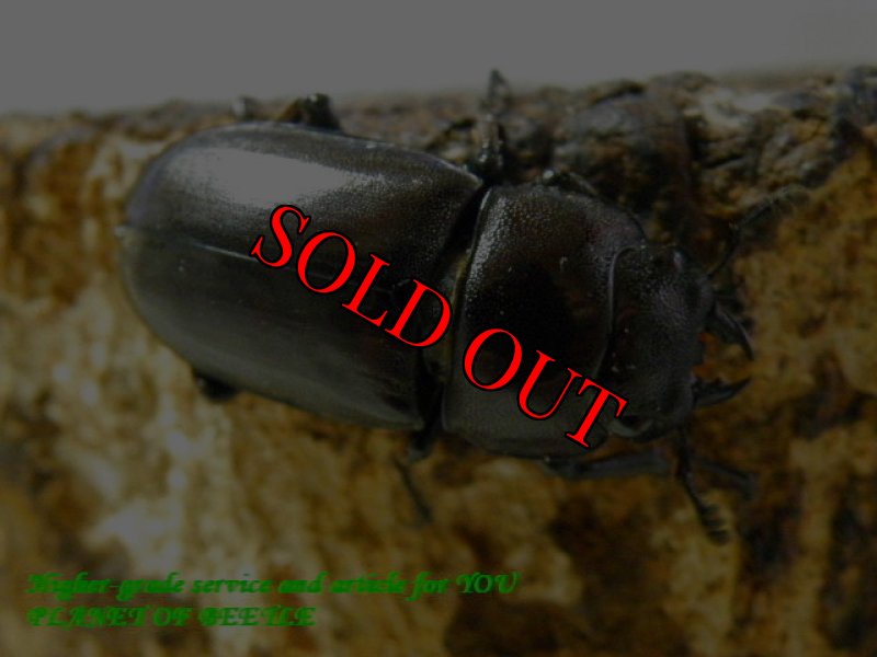 お届けする♀実物です。