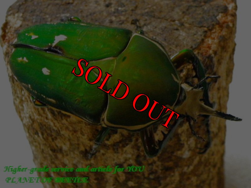 お届けする♂実物です。