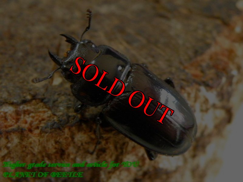 お届けする♀実物です。