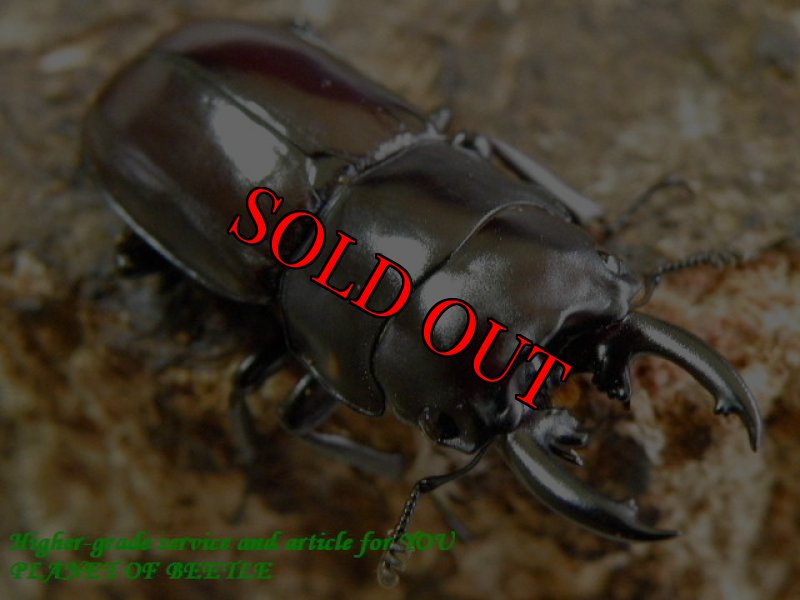 お届けする♂実物です。