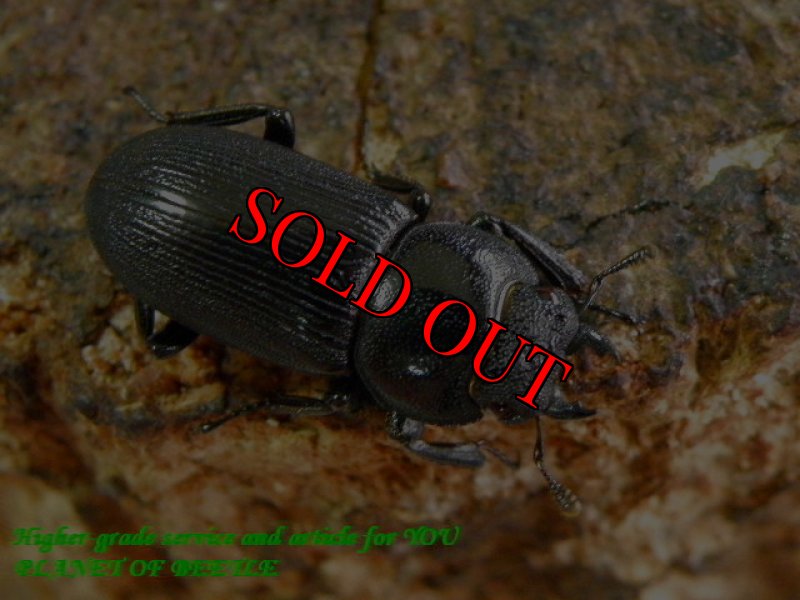 お届けする♀実物です。