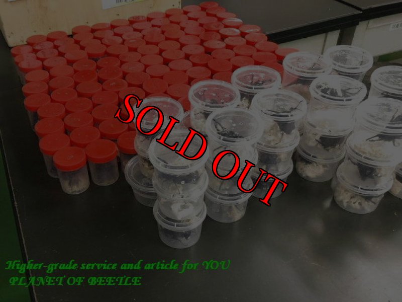 画像2: 7/16シーズン初期！！中央Nyiete産！天然ケンタウルスオオカブトSSサイズ完品ペア (2)