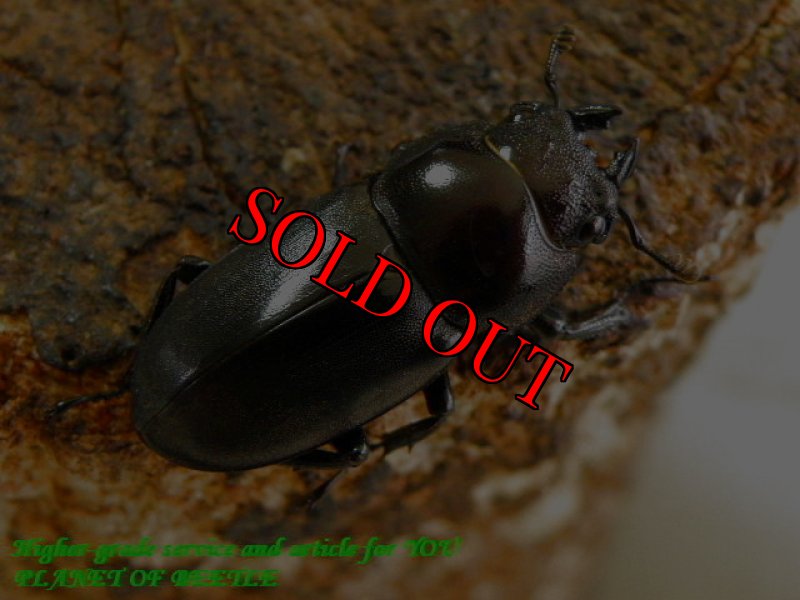 お届けする♀実物です。