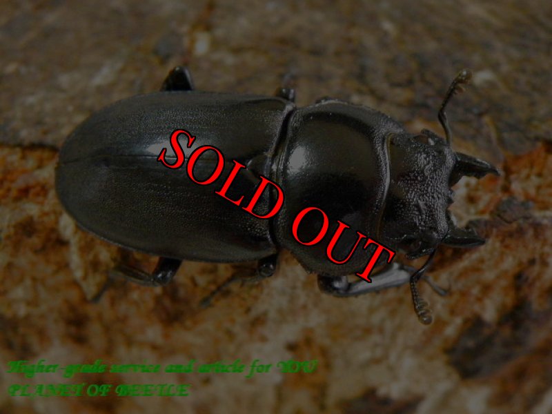 お届けする♀実物です。